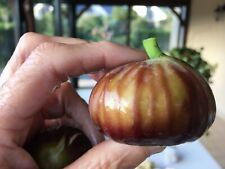 Cuttings fig ficus d'occasion  Thouarcé