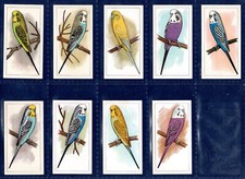 Caperns picture aviary for sale  KEIGHLEY