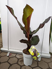 Ensete ventricosum maurelli usato  Spedire a Italy