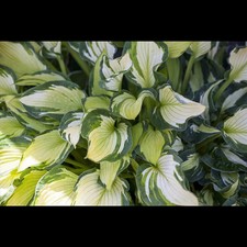Hosta undulata univittata gebraucht kaufen  Deutschland