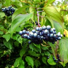 Silkey dogwood plant for sale  Mcminnville