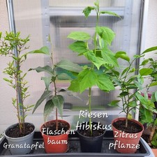 granatapfelbaum gebraucht kaufen granatapfelbaum gebraucht kaufen Gröbzig
