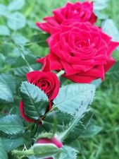 Hybrid mini red for sale  MAIDSTONE