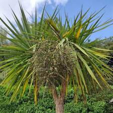 Cordyline australis seeds for sale  Shipping to Ireland