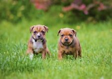 Staffy puppies poster for sale  SELBY