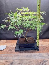 38cm acer desectum for sale  PETERBOROUGH