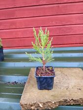 Sequoiadendron giganteum 9cm for sale  CRANBROOK