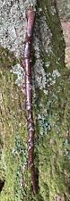 Rare antique naturalistic for sale  LYMINGTON