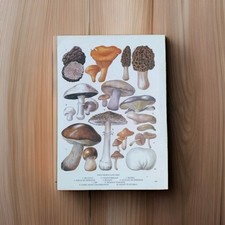 Edible mushrooms fungi for sale  BIRKENHEAD