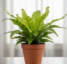 Birds nest fern for sale  Menifee