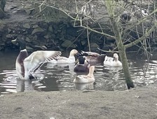 Welsh harlequin duck for sale  DOWNPATRICK
