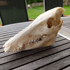 Echter wildschweinschädel kno gebraucht kaufen  Euerbach
