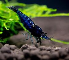 Blue cherry shrimp for sale  ROCHDALE