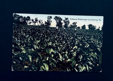 Campo de tabaco para fumar cigarros 1911 perto de Lynchburg Virginia r88, usado comprar usado  Enviando para Brazil