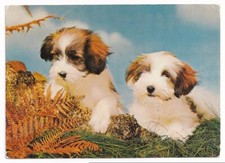 shih tzu welpen gebraucht kaufen shih tzu welpen gebraucht kaufen Remseck am Neckar
