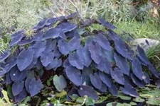 Colocasia esculenta black d'occasion  Krautergersheim