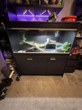 Complete bearded dragon for sale  DUKINFIELD
