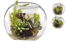 Mix succulent garden for sale  Miami