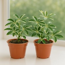 Easy grow schefflera for sale  San Marcos