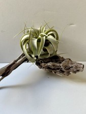 Xerographica air plant for sale  La Jolla