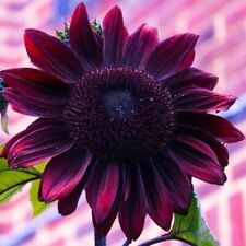 Chocolate cherry sunflower for sale  Houma