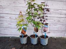 Acer palmatum mix for sale  HARLOW