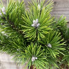 Pinus mugo gnom for sale  YORK