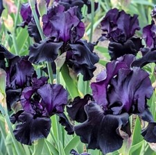 Sambuca iris rhizome d'occasion  Expédié en Belgium