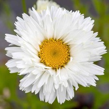 Crazy daisy white for sale  STOCKPORT