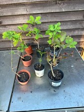 Oak trees sapling for sale  DISS