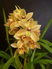 Cymbidium coral flower for sale  NOTTINGHAM