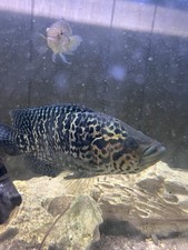 Inch female jagaur for sale  Key Largo