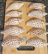 Junonia shells massive for sale  Athens