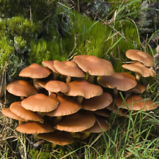 Sheathed woodtuft liquid for sale  Mc Connell