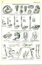 Antique biology origin d'occasion  Expédié en Belgium