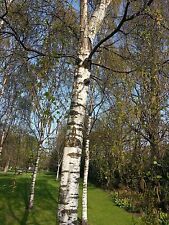 Silver birch native for sale  NEWTOWNARDS