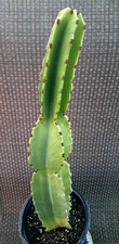 Euphorbia ingens candelabra for sale  USA