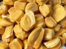 Jackfruit tree artocarpus for sale  Riverview