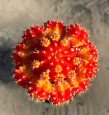 Gyncocaleum mihanovichii moon d'occasion  Expédié en Belgium