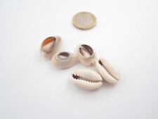 Conchiglie naturali beige usato  Milano