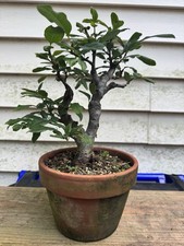 Shohin japanese flowering for sale  Silver Spring