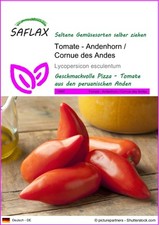 Saflax samen tomate gebraucht kaufen  Münster