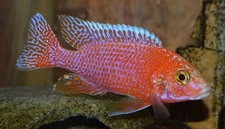 Dragon blood peacock for sale  Middleburg