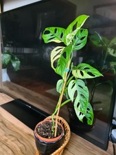 Monstera adansonii albo gebraucht kaufen  Hohenwestedt