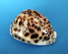 Cypraea tigris gem d'occasion  Nice-