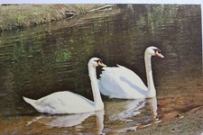 Cartão postal antigo vintage Florida FL Naples Royal Mute Swan Cygnus Olor Waterfowl PC comprar usado  Enviando para Brazil