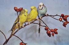 Three budgies photograph for sale  DUNDEE