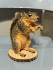 mounted squirrel for sale  Hatboro