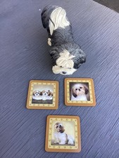 Shorthaired shih tzu for sale  New Bedford
