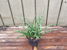 Sansevieria fernwood rare for sale  Homestead